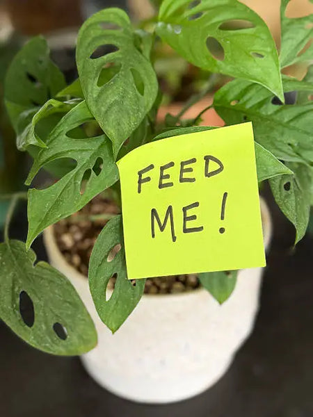 Lawn Genie One-Time Lawn Treatment