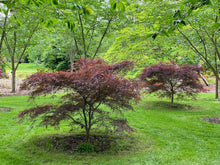 Load image into Gallery viewer, Lawn Genie One-Time Lawn Treatment