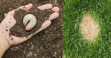 Load image into Gallery viewer, Lawn Genie Grub Control Treatment