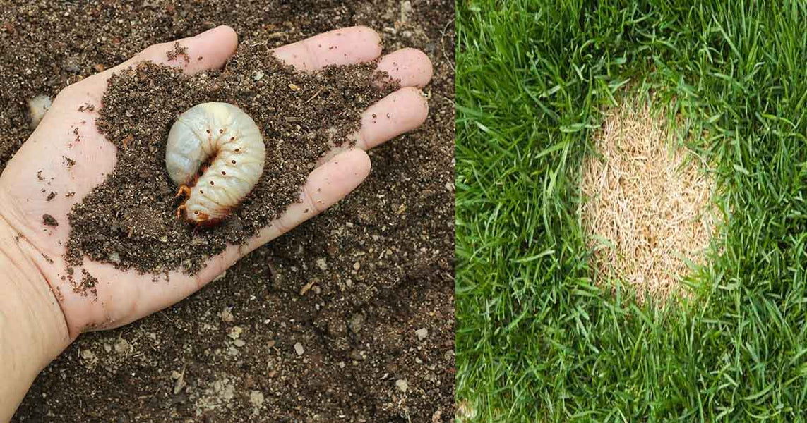 Lawn Genie Grub Control Treatment